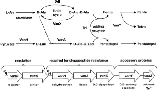 Figure 9 : Représentation de l’opéron vanA 