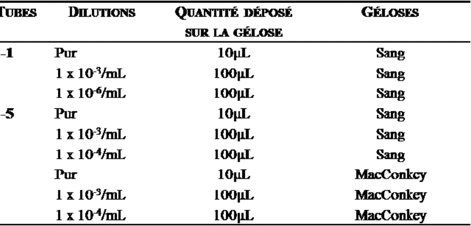 Tableau 4 : Exemples de dilutions déposées sur géloses pour le décompte bactérien 
