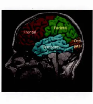 Figure  1.4  Les  différents  lobes  de  l'hémisphère  gauche  à  partir  d'une  coupe  sagittale  du  cerveau humain (Sandu  et al., 20 14)