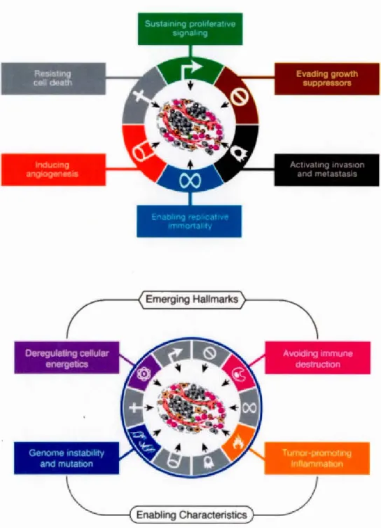 Figure  1.9  Le s  dix  caractéristiques  biolo g ique s  l es  plu s  co nnue s  d' une  cell ul e  cancéreuse  ( Hanahan  et  Weinberg ,  2000 ,  2011)