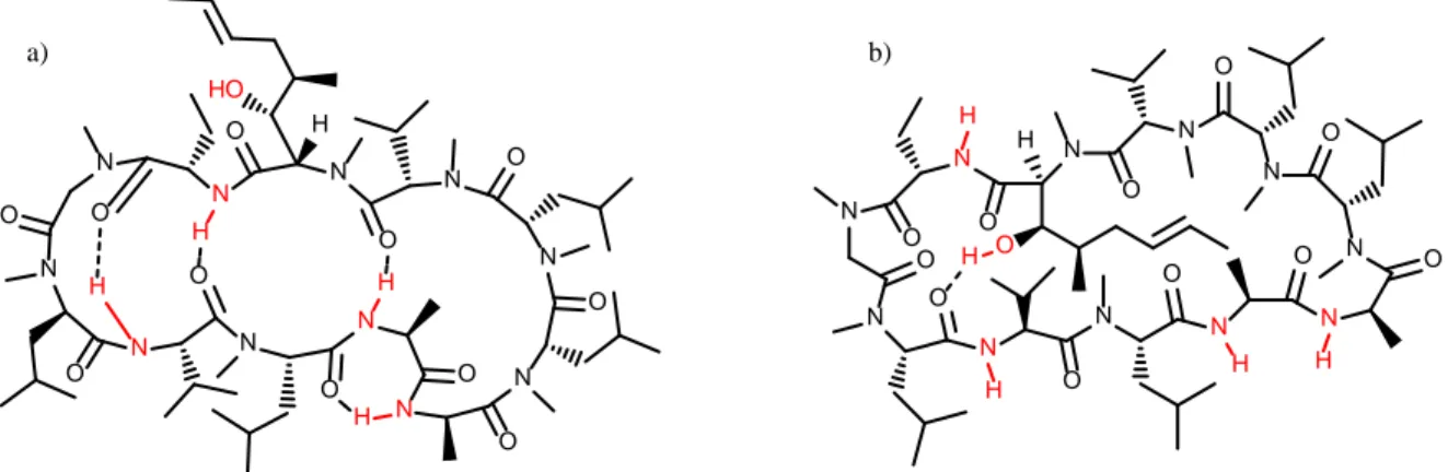 Figure 1 a) Conformation de la cyclosporine A dans un milieu hydrophobe. b) Conformation de la cyclosporine A  dans un milieu hydrophile