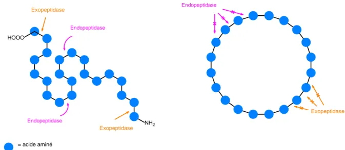 Figure  2  Comportement des endopeptidases et des exopeptidases vis-à-vis un peptide linéaire et un peptide  macrocyclique