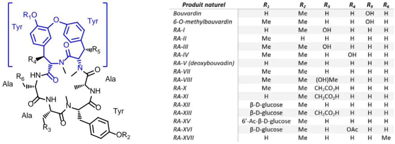 Figure 3 Structure du Bouvardin et des RA I-XVII. Le motif cycloisodityrosine est représenté en bleu et est  entouré de crochets