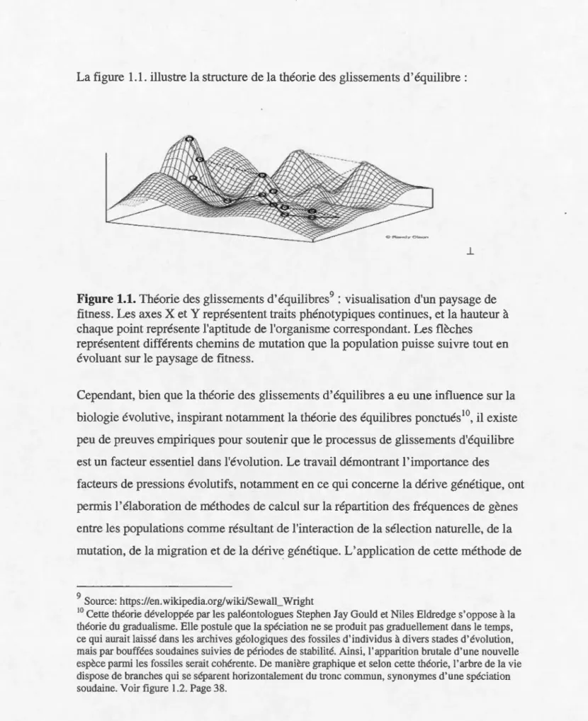 Figure 1.1. Théorie des glissements d ' équilibres 9  :  visualisation d'un paysage de  fitness