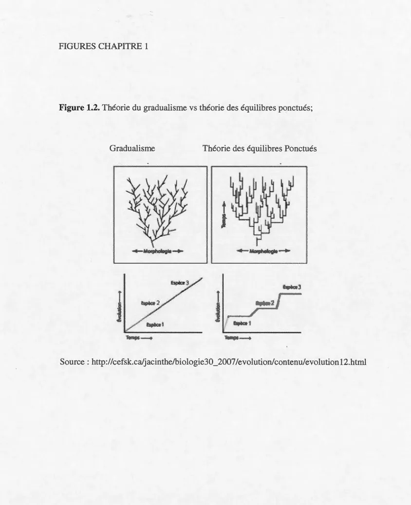 Figure 1 . 2 . Théorie du  gradualisme  vs  théorie des équilibres ponctués; 