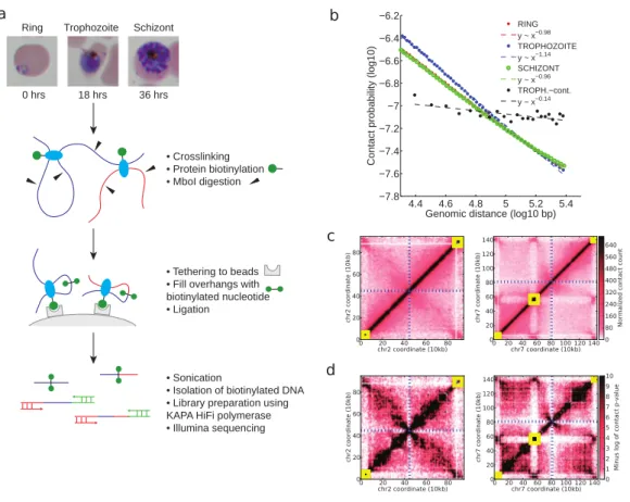 Figure 1: Tethered conformation capture of the Plasmodium falciparum genome. a, Experimental protocol