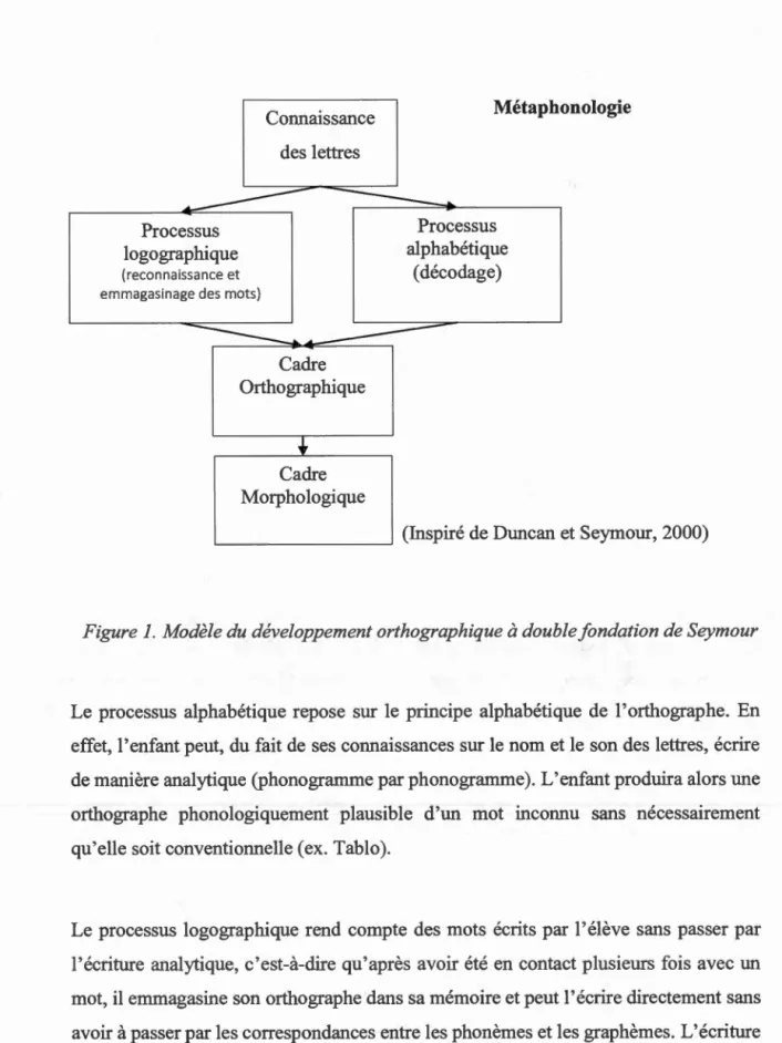 Figure 1.  Modèle du  développement orthographique à double fondation de Seymour 