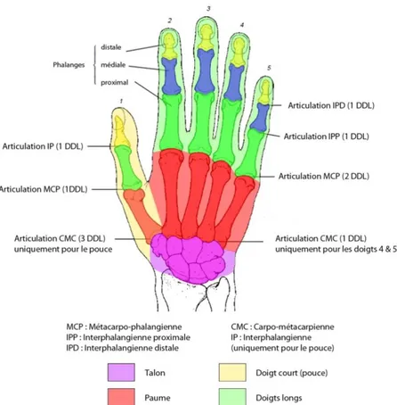 Figure 4 : Les différentes articulations et parties de la main tiré de (Sturman, 1992) 