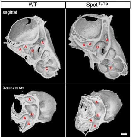 Figure  S1.  Analysis  of  ossified  structures  in  Spot Tg/Tg  inner ears.  X-ray micro-computed tomographs of the inner ear bony labyrinth of  P20  mice