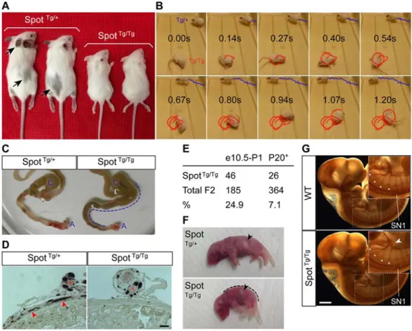 Fig. 1. Spot mice display pigmentation, balance and peripheral innervation defects. (A) P20 Spot Tg/Tg ;G4-RFP mice (Spot Tg/Tg ) display allele dosage-