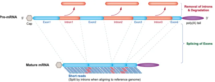 Figure 1: RNA-Seq data uses short reads of mRNA which is free of intronic non-coding DNA