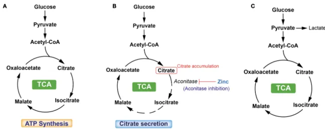 Figure 2: TCA cycle is a central route for oxidative phosphorylation in cells, and fulfills their bioenergetic,  biosynthetic, and redox balance requirements