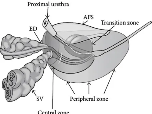 Figure 3: Zonal anatomy of the prostate gland. Ejaculatory Ducts (ED), Seminal Vesicles (SV), Anterior  Fibromuscular Stroma (AFS)