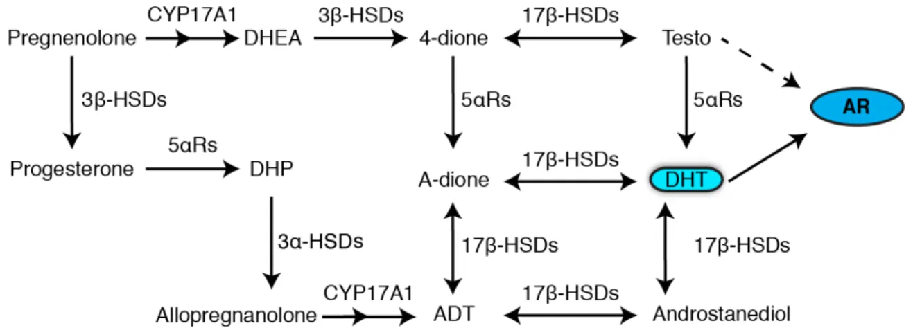 Figure 4: Schematic chart depicting the synthesizing of DHT, the most potent form of androgen