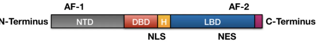 Figure 5: The three functional domains of AR: (i) the N-Terminal Domain (NTD), (ii) the DNA binding domain  (DBD) and (iii) the C-Terminal ligand Binding Domain (LBD)