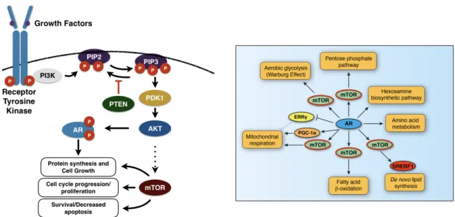Figure 7: mTOR pathway (left). mTOR directly/indirectly controls various cellular metabolic pathways linked  with disease progression (right)