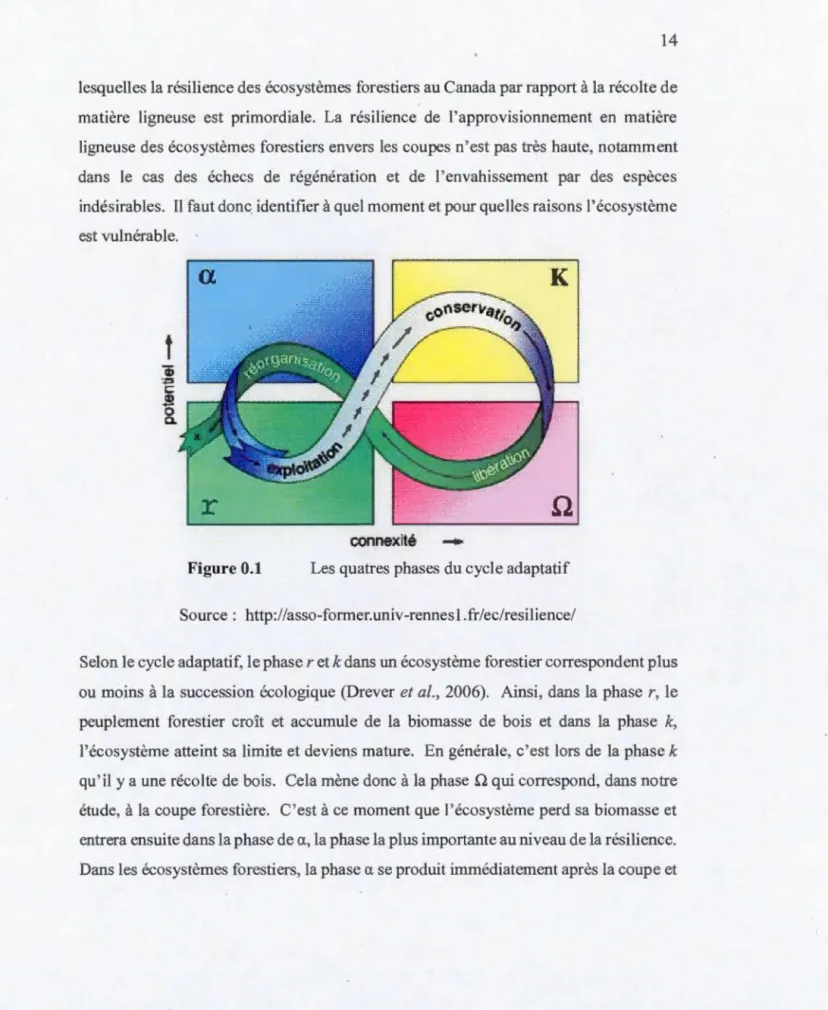 Figure 0.1  Les quatres phases du cycle adaptatif  Source :  http: // asso-former . univ-rennesl.fr / ec / resil ience / 