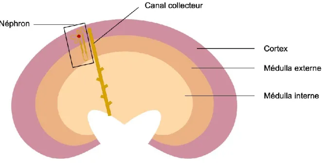 Figure 1. Schéma de l’anatomie rénale 