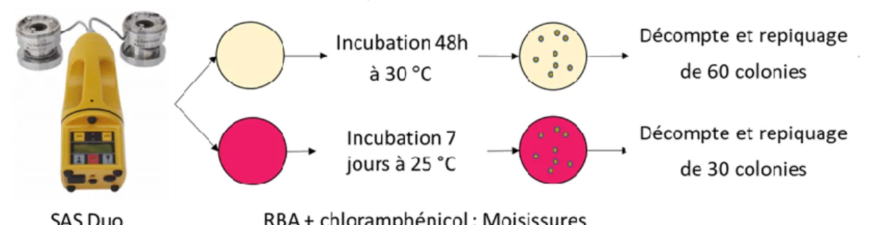 Figure 13. Procédure pour la quantification des bactéries et des moisissures cultivables provenant d'un 