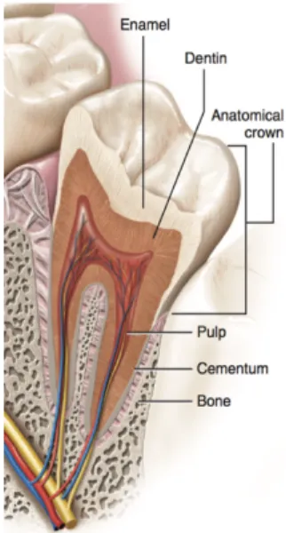 Figure 1. Ce schéma montre les structures de la dent : l'émail, la dentine, la pulpe et le cément