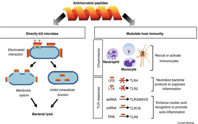 Figure  7.  L’effet  direct  et  indirect  des  peptides  antimicrobiens  (PAMs)  sur  les  bactéries  et  l’hôte