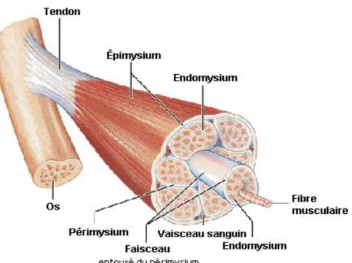 Figure 1.1  Structure d’un muscle strié. Adaptée de Marieb et Laurendeau (1993). 