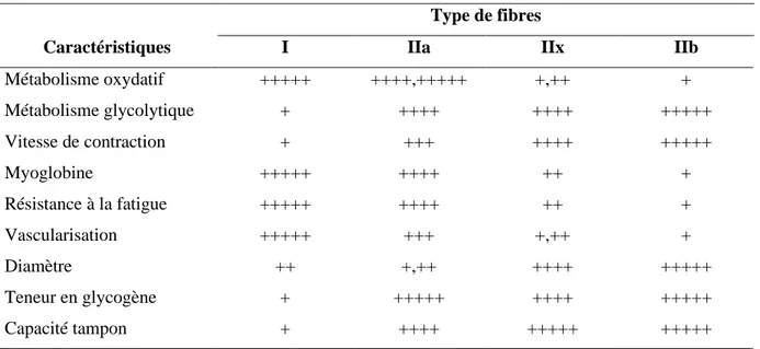 Tableau 1.6  Caractéristiques des différents types de fibres musculaires. 