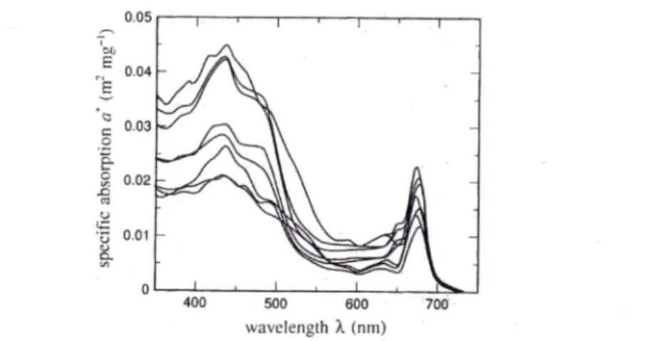 Figure 2  :  Spectres de coefficient d'absorption spécifique pour  8  espèces de phytoplanctons normalisée à la