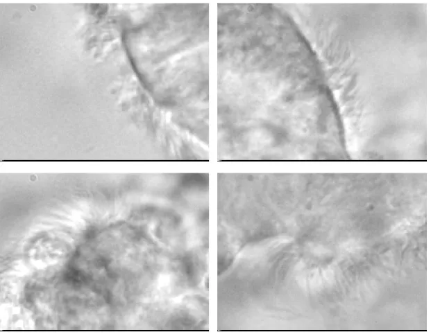 Figure 2.7: Four examples of ciliated cells, showing the large variability in our samples.