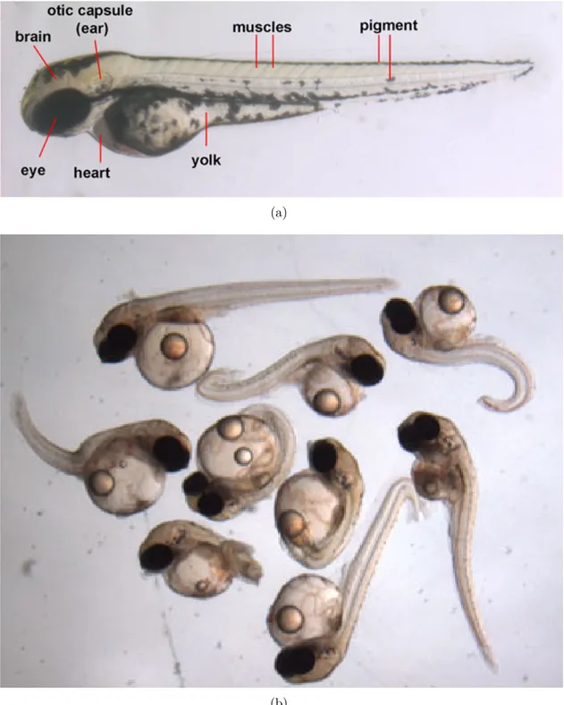 Figure 3.1: Anatomy of a Zebrafish larva, from http://www.devbio.biology.gatech.