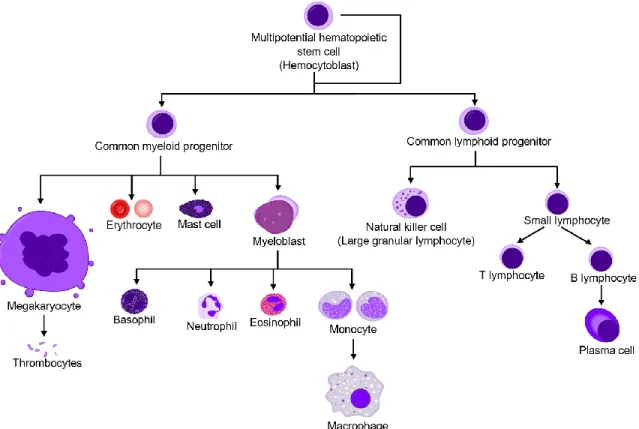 Figure 1.1 :  Représentation  simplifiée  de  l’hématopoïèse.  La  majorité  des  cellules  en 
