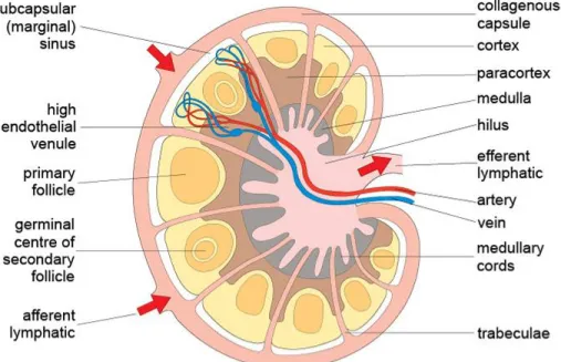 Figure 1.2 :  Structure  d’un  ganglion  lymphatique.  Traductions :  Sinus  sous-capsulaire 