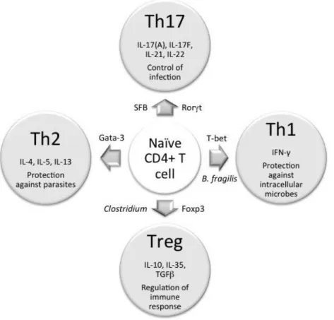 Figure 1.4 :  Induction  d’une  réponse  Th  par  des  bactéries  de  la  flore  intestinale