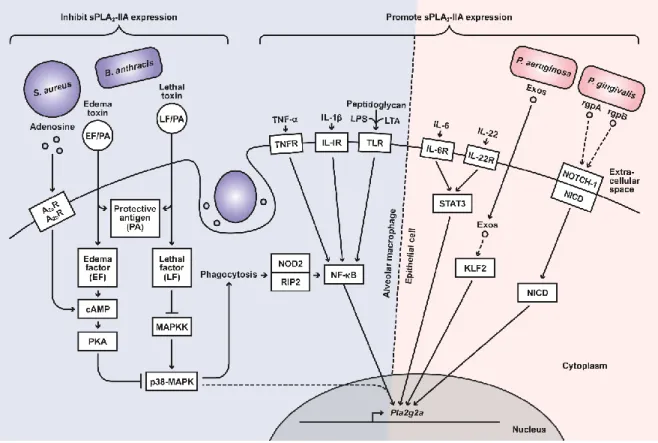 Figure 1.9 : Voies de signalisation régulant l’expression du gène Pla2g2a codant pour  la sPLA 2 -IIA