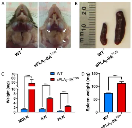 Figure 2.1:  Expansion  of  lymph  nodes  and  the  spleen  in  sPLA 2 -IIA TGN   mice