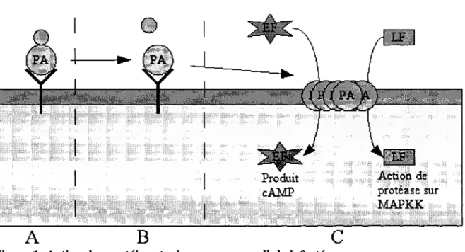Figure 1: Action des proteines toxiques sur une cellule infectee 