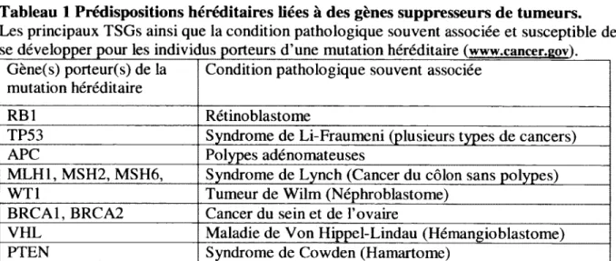 Tableau  1 Prédispositions héréditaires liées à des gènes suppresseurs de tumeurs. Les principaux TSGs ainsi que la condition pathologique souvent associée et susceptible de se développer pour les indivic us porteurs d’une mutation héréditaire (www.cancer.