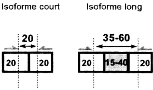 Figure  18 Contraintes de dessin d’amorces en endpoint PCR dues à l’utilisation  d’échantillon clinique fixé.