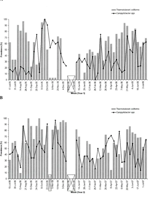 FIGURE  2.  Prevalence  of  Campylobacter  spp.  and  thermotolerant  coliforms  per  week, (A) for  the  first year of the  study (July  17, 2005  to  July  09, 2006) and  (B) for  the  second  year  (July  16,  2006  to  July  08,  2007)