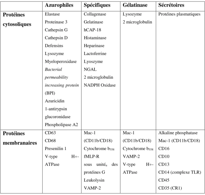 Tableau 1: Les granules et les vésicules sécrétoires du PMN mature [28]. 