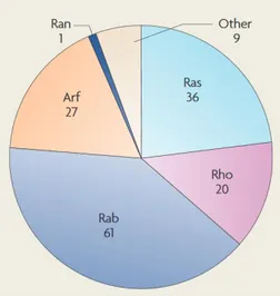 Figure 4 : Classification des petites GTPases humaines en familles ; Ras, Ran, Rho, Rab et  Arf [105]