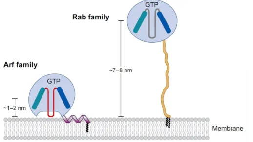 Figure 8: Représentation schématique des GTPases typiques Arf et Rab sur une membrane  [158]