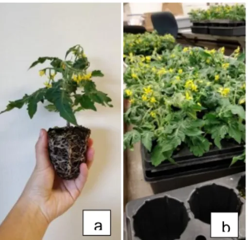 Figure 6. Plantule de tomate (Micro Tom) le jour du rempotage (a) et plantules dans les  caissettes de germination (b)