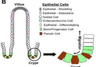 Figure 3:Organisation cellulaire des cryptes et villosités intestinales.  Figure tirée de George et al