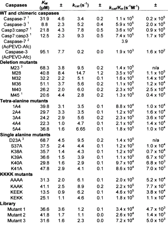 Table  SI  Kinetic  parameters  on  AcDEVD-Afc  substrate  of  wild-type  and  mutant  caspases  used  in this study.