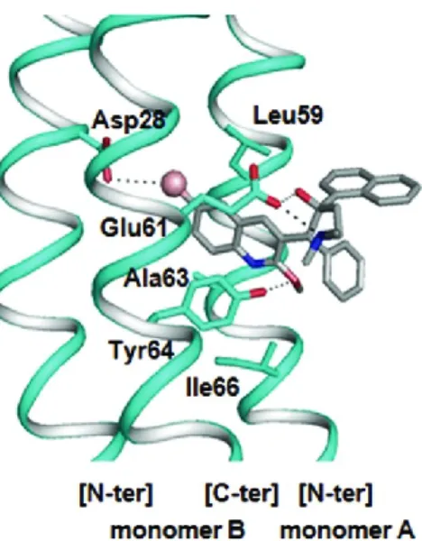 Figure  6.  Modèle  de  liaisons  optimales  entre  la  bédaquiline  et  la  sous-unité  c  de  M