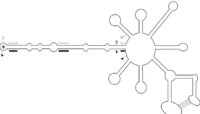Figure 2 Schéma de la structure secondaire et tertiaire d’un membre de la famille des 
