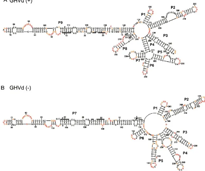 Figure 6 The most stable structures for both polarities of grapevine hammerhead  viroid-like RNA (GHVd)