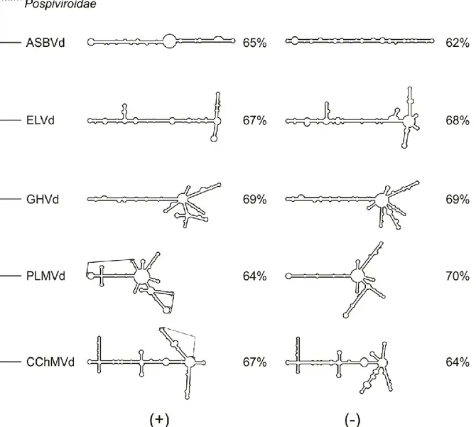 Figure 7 Structural outline of the Avsunviroidae family. 