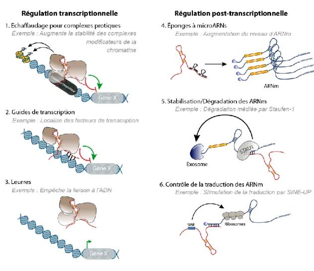 Figure 2 – Exemples de mécanismes de régulation par les lncRNAs. Les lncRNAs sont impliqués dans la régulation  transcriptionnelle des gènes